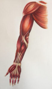 braccio anatomia